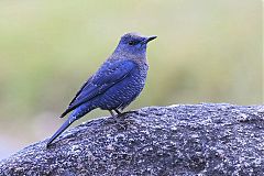 Blue Rock-Thrush